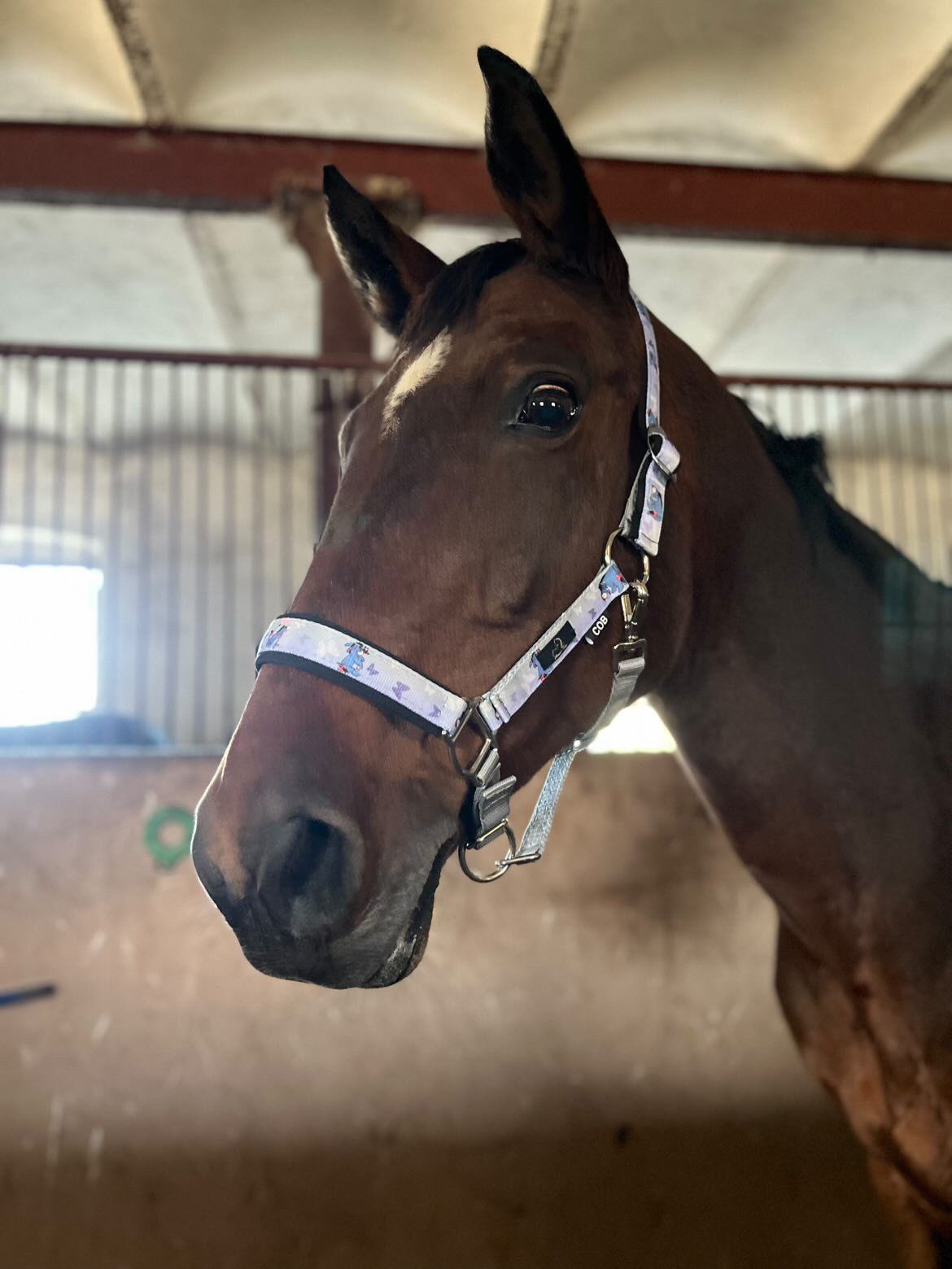 Kantar z motywem Kłapouchego