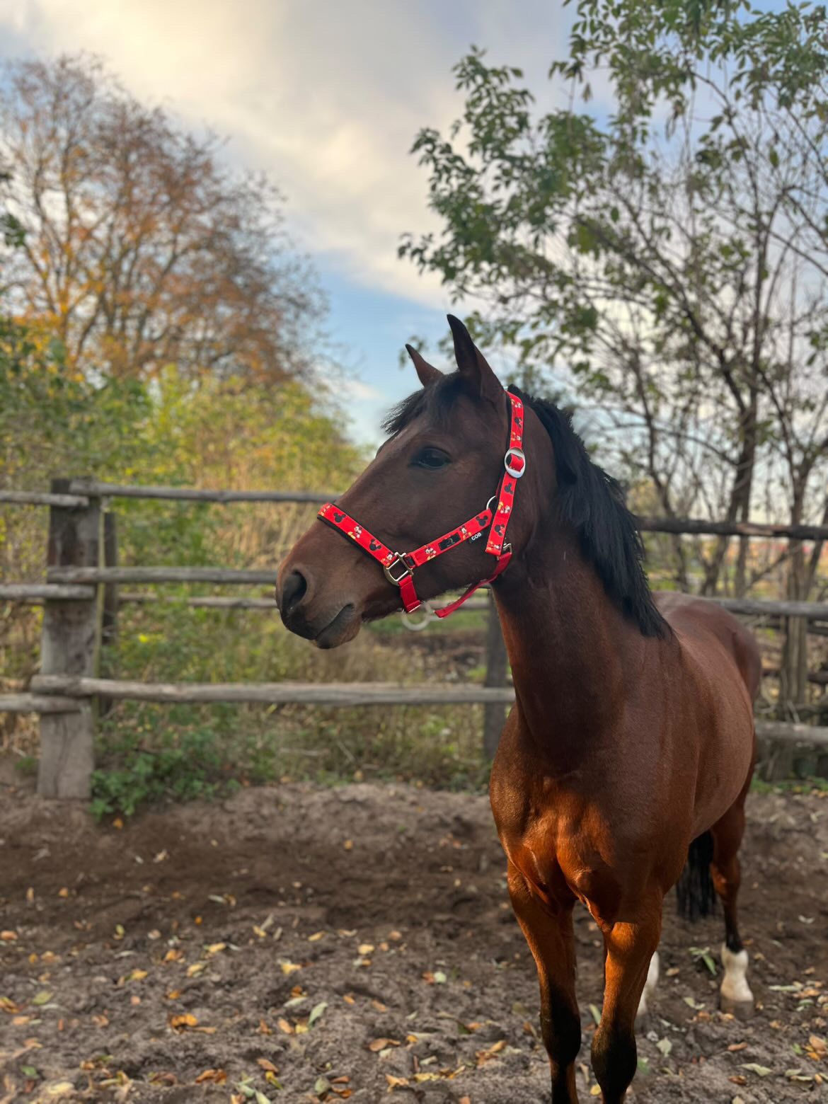 Kantar z motywem Myszki Miki (ostatnie sztuki)