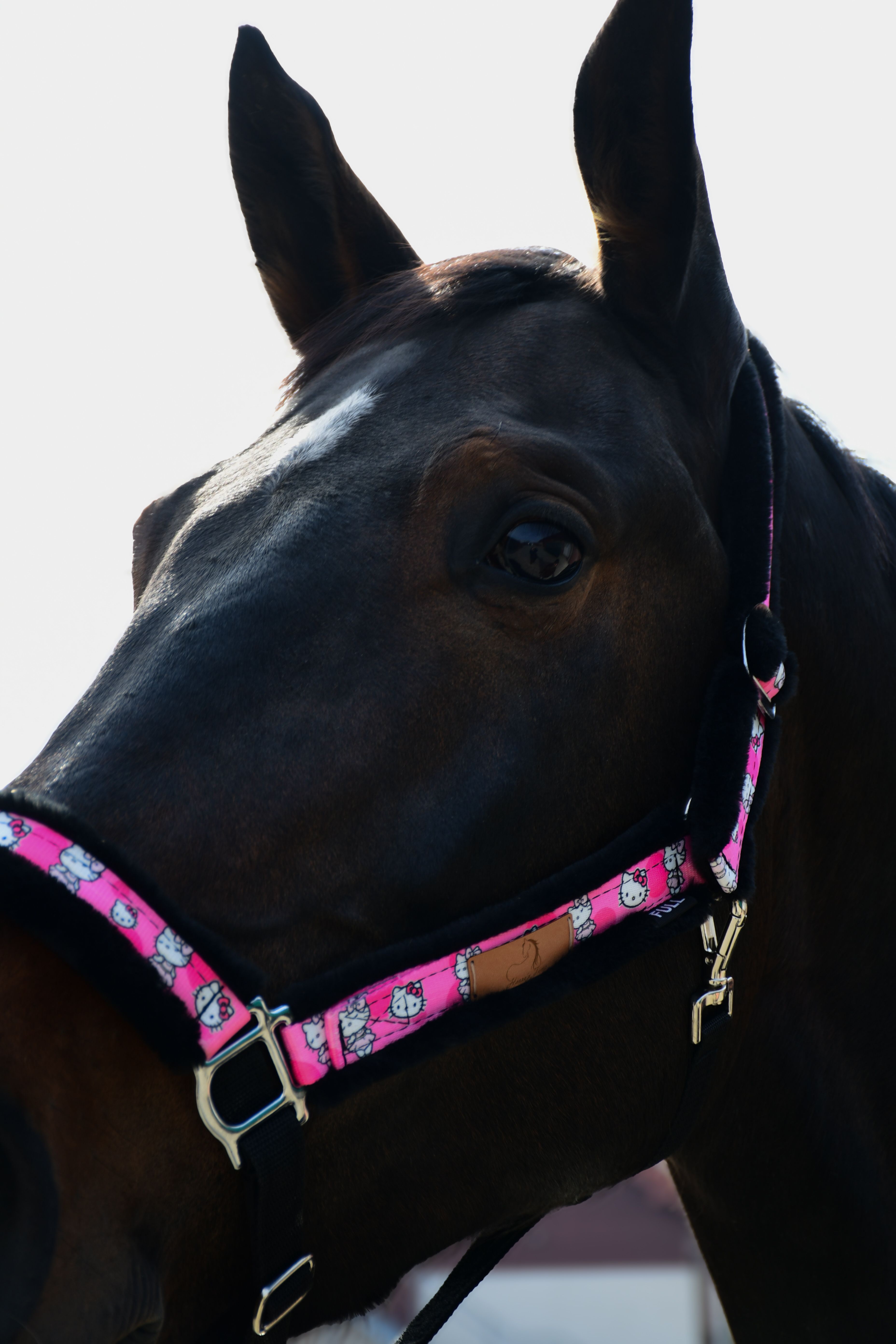 Kantar z motywem Hello Kitty