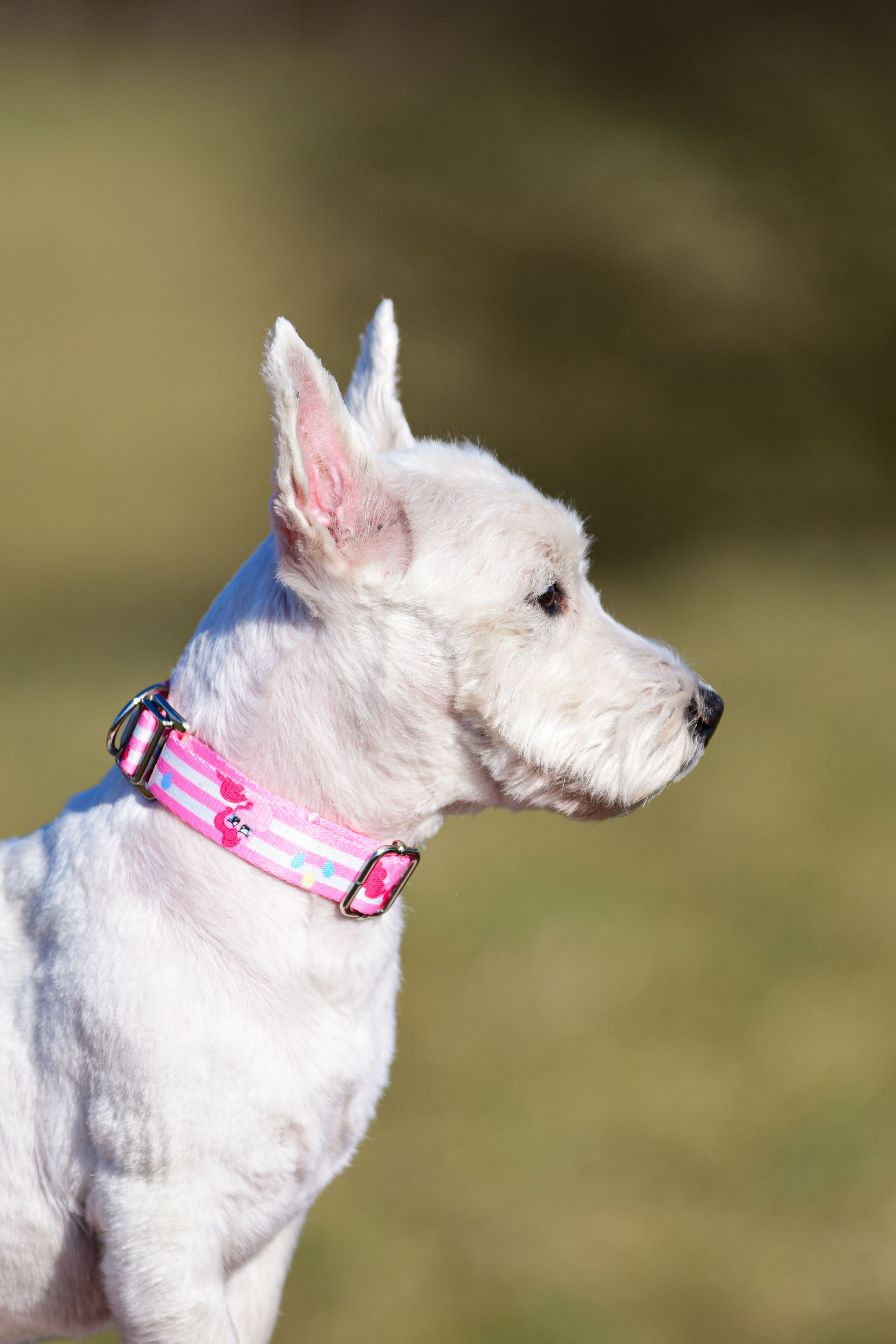 Obroża - różne warianty kolorystyczne 